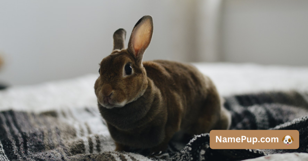 Best Brown Rabbit Names (2)