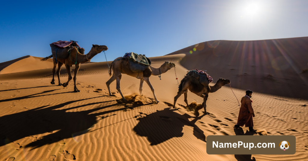 Best Camel Names