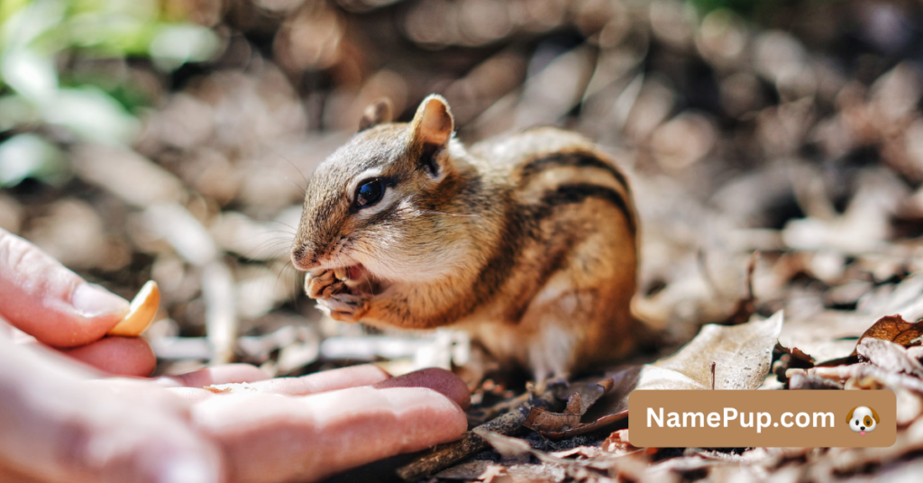 Best Chipmunk Names (2)