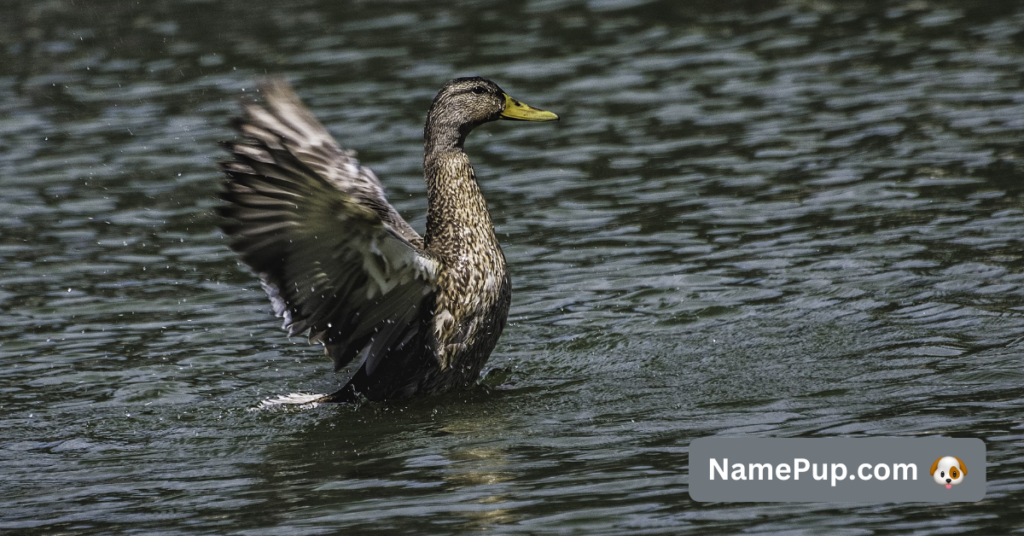 Best Duck Names (1)