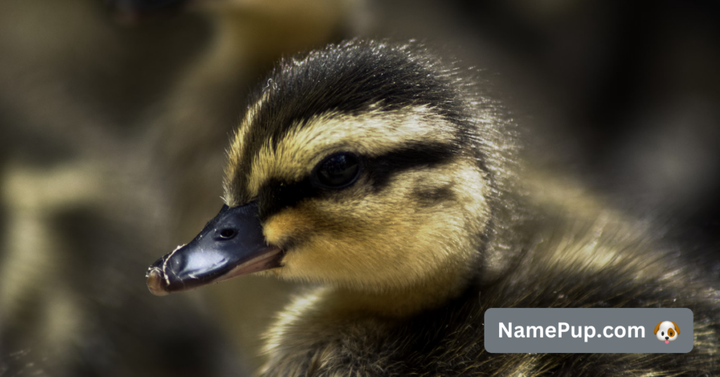 Best Duck Names (2)