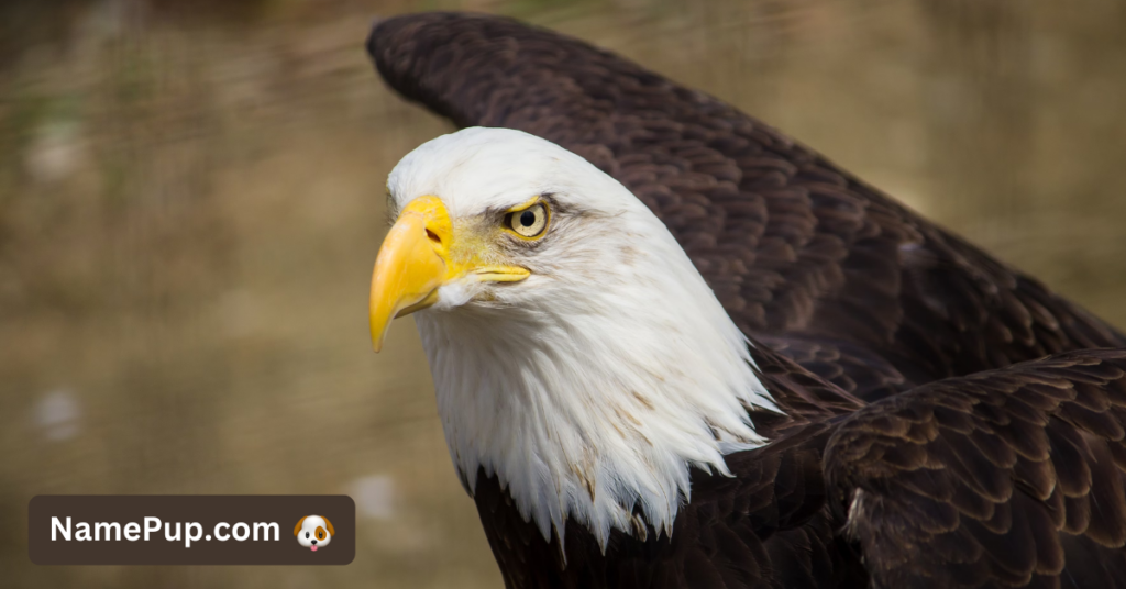 Best Eagle Names