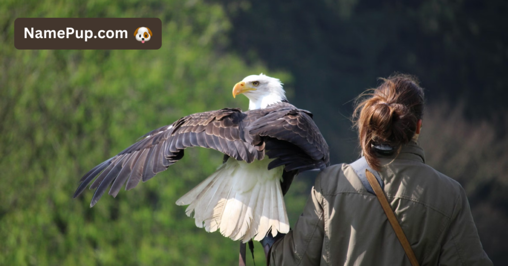 Best Eagle Names (2)