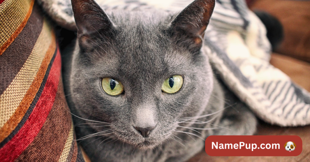 Best Gray Cat Names 3