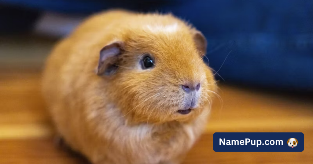 Best Hamster Names (2)