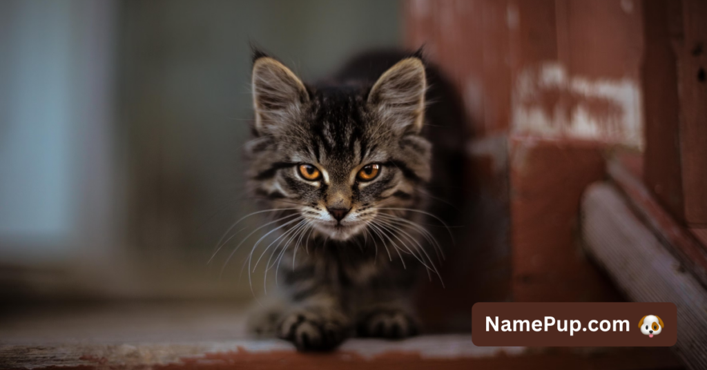 Best Harry Potter Cat Names (1)