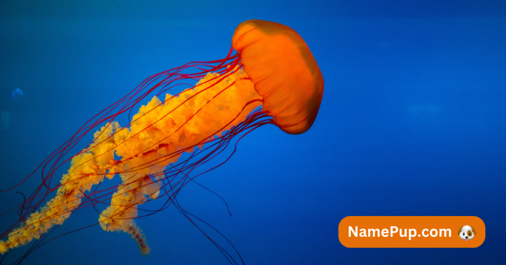 Best Jellyfish Names (2)