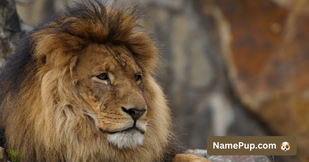 Best Lion Names (1)