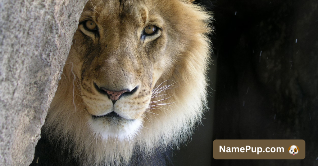 Best Lion Names