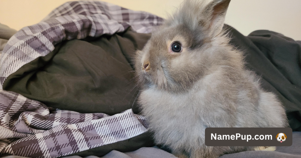 Best Lionhead Rabbit Names (2)