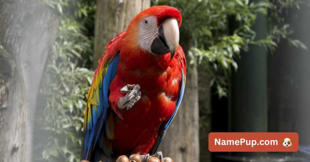 Best Parrot Names (1)