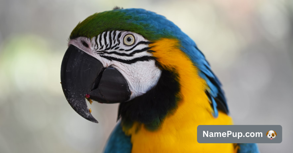 Best Parrot Names