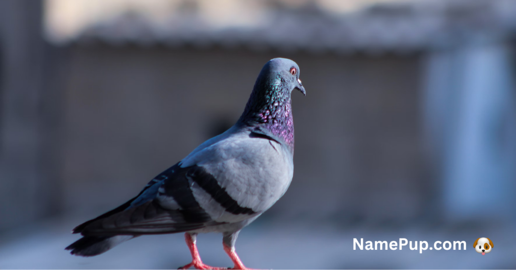 Best Pigeon Names 1