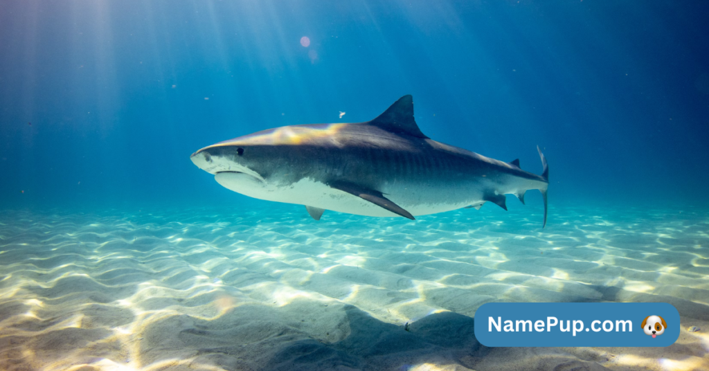 Best Shark Names