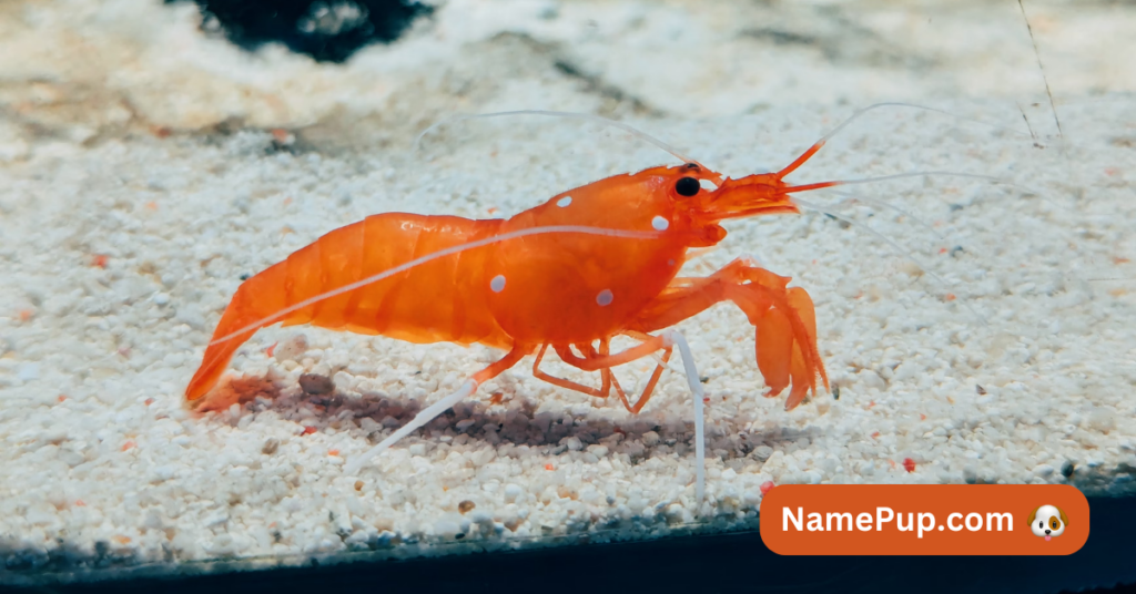 Best Shrimp Names (1)