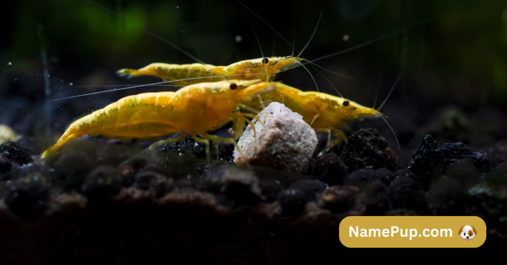 Best Shrimp Names