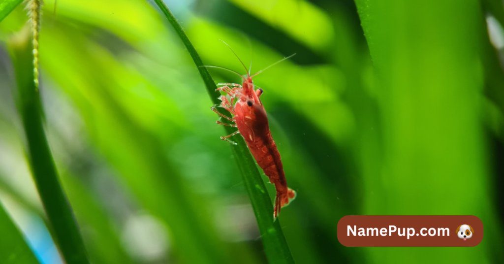 Best Shrimp Names (2)