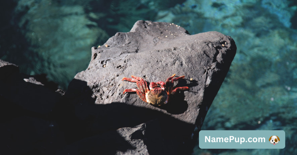 Best Crab Names