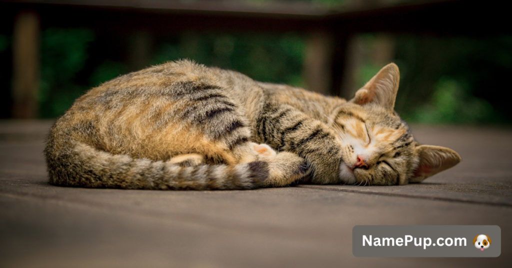 Best Halloween Cat Names