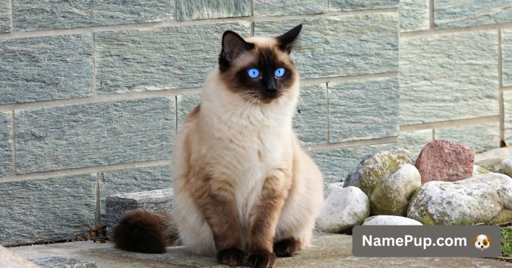 Best Siamese Cat Names (2)