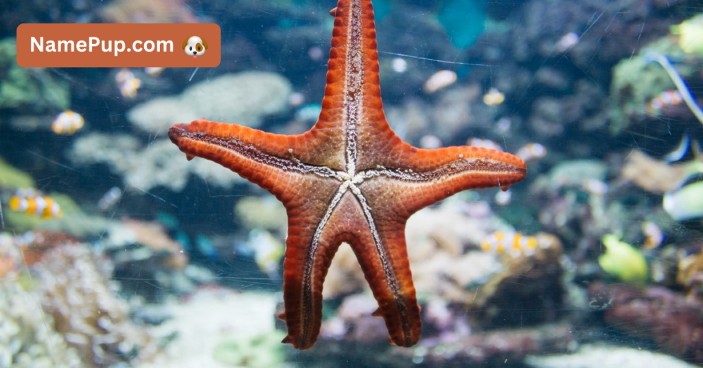 Best Starfish Names (1)