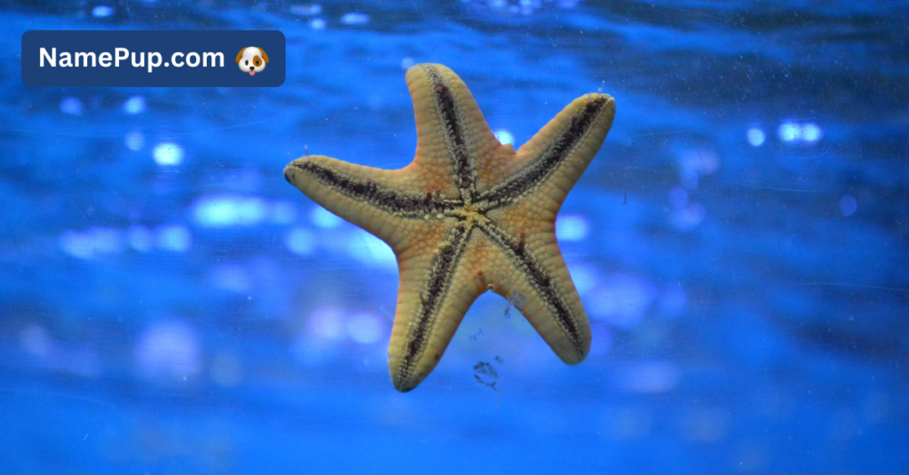 Best Starfish Names