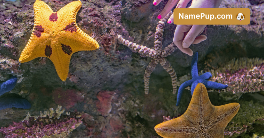 Best Starfish Names (2)