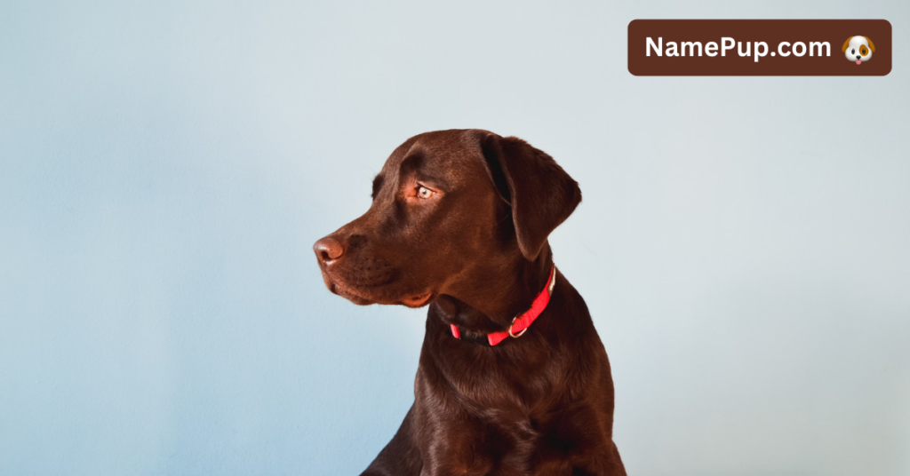 Dog Names That Mean Love (1)