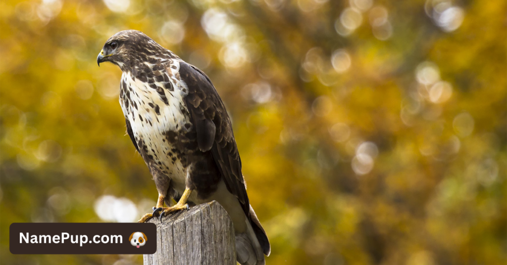 Hawk Names