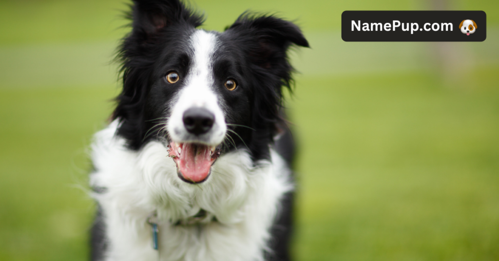 Herding Dog Names (1)