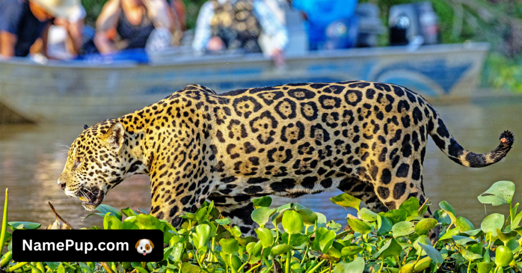 Jaguar Names (2)