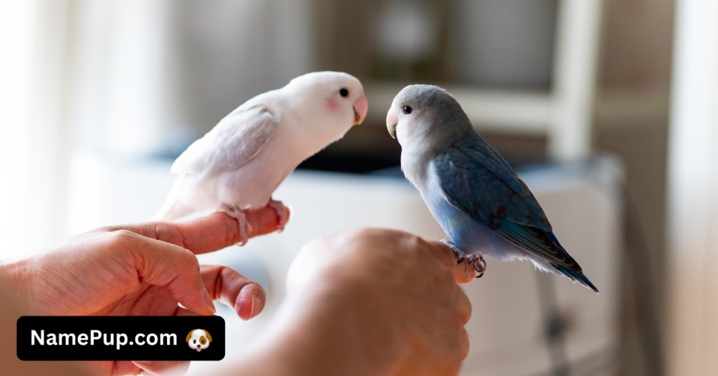 Lovebird Names (2)