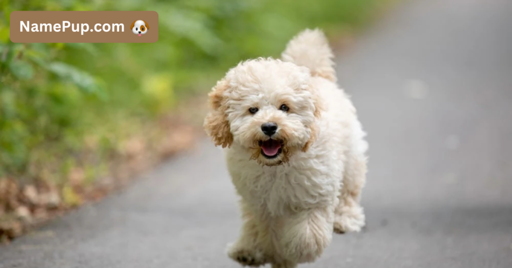 Maltipoo Dog Names (1)