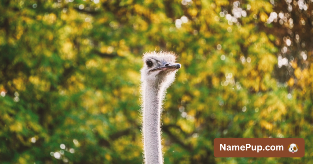 Ostrich Names