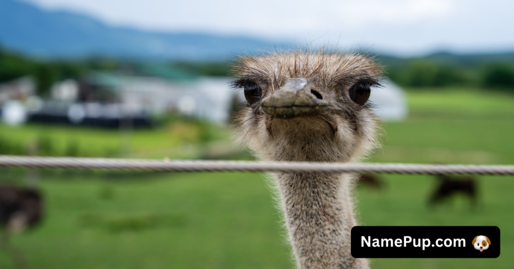 Ostrich Names (2)