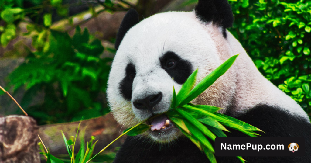 Panda Names (1)