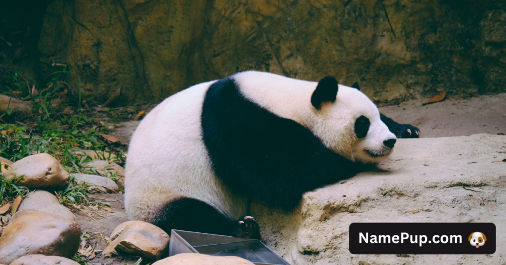 Panda Names