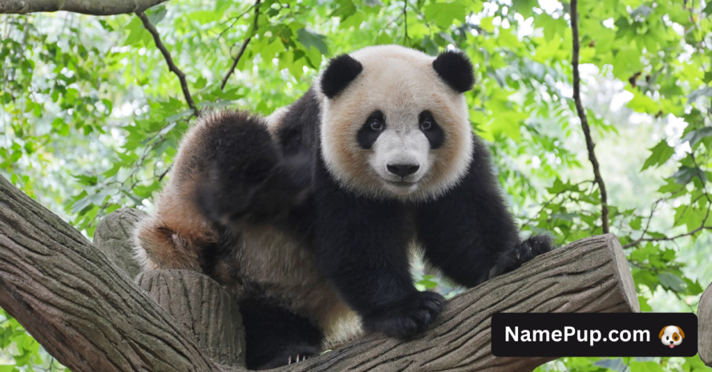 Panda Names (2)