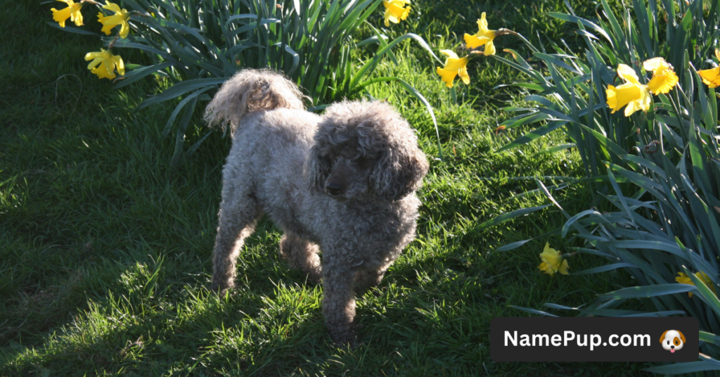 Poodle Dog Names