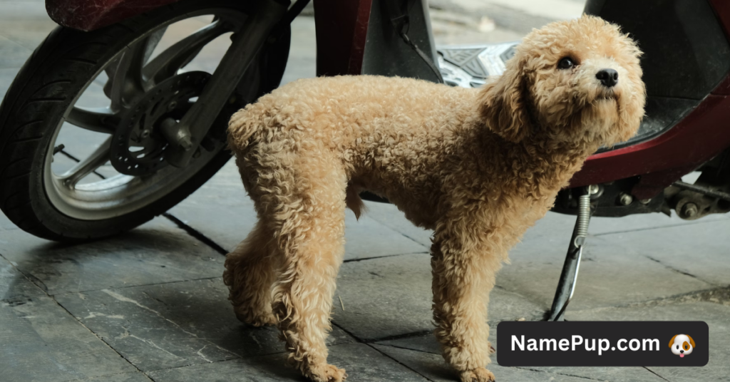 Poodle Dog Names (2)