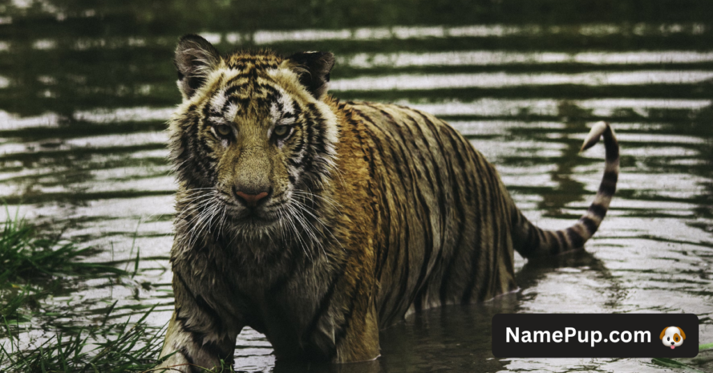 Tiger Names (1)