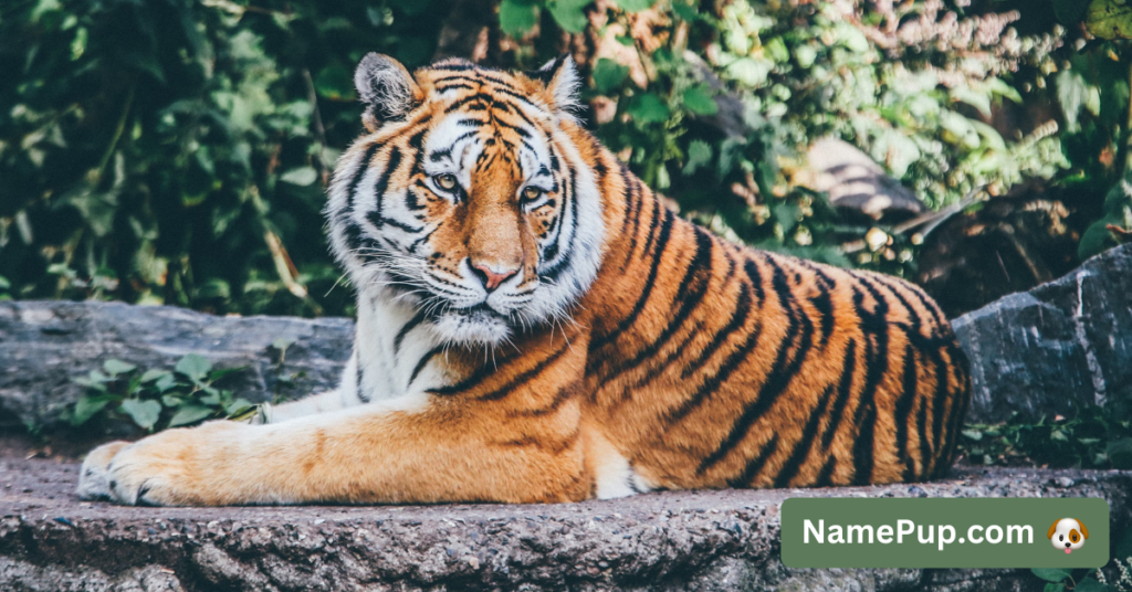 Tiger Names (2)